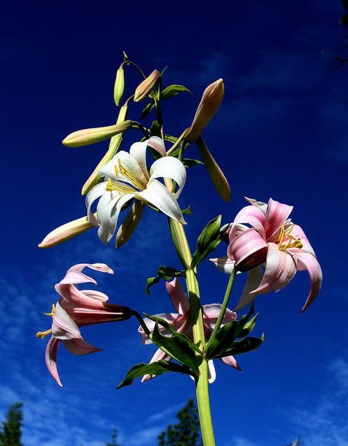 Lys de washington (Lilium washingtonianum)