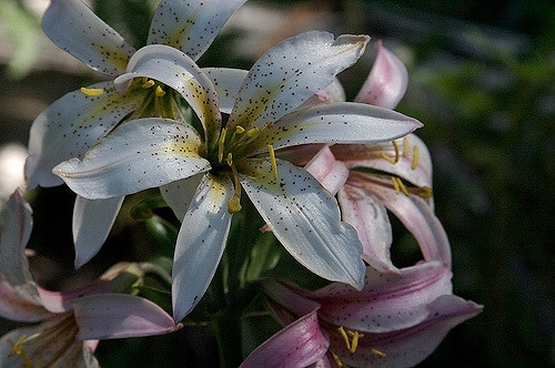 Lys de washington