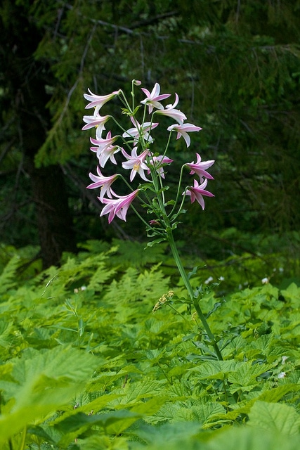 Lys de washington