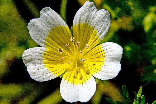 Limnanthe de douglas (Limnanthes douglasii)