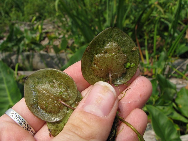 Limnobium spongia