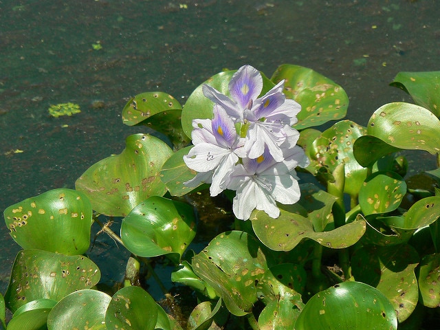 Limnobium spongia (Limnobium spongia)