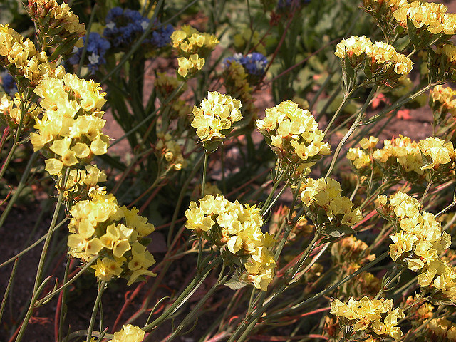 Limonium à feuilles sinuées