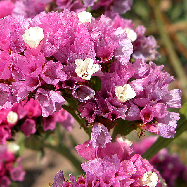 Limonium à feuilles sinuées