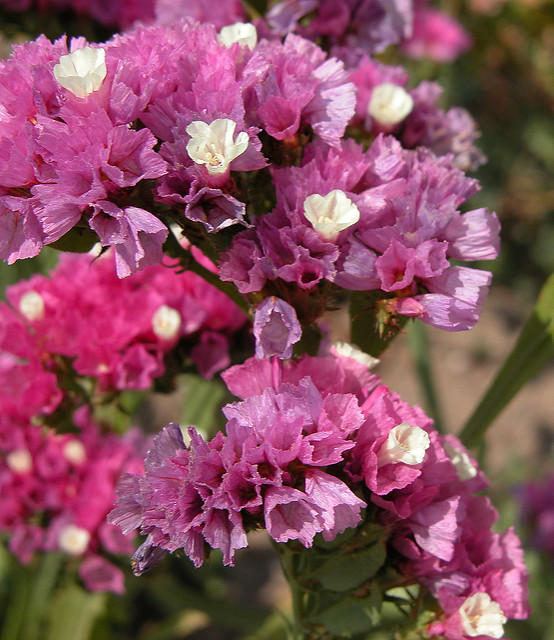 Limonium à feuilles sinuées