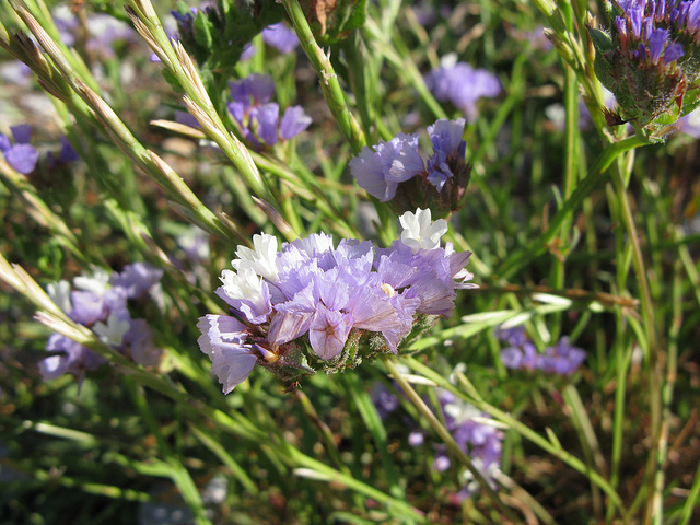 Limonium à feuilles sinuées