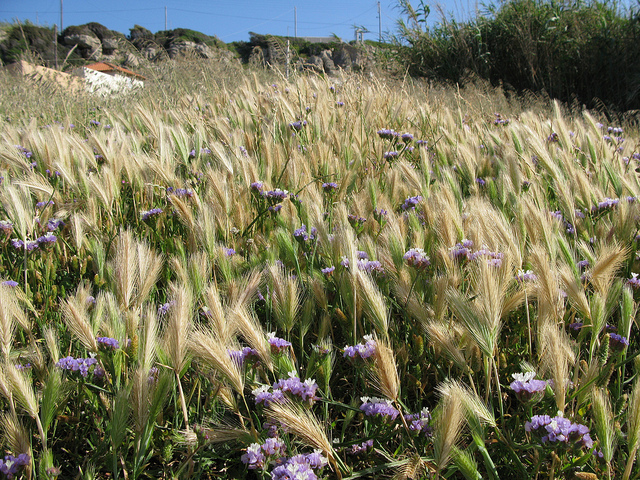 Limonium à feuilles sinuées (Limonium sinuatum)
