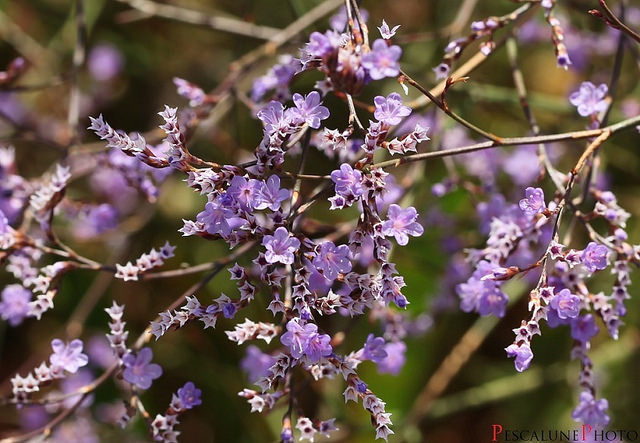 Immortelle bleue