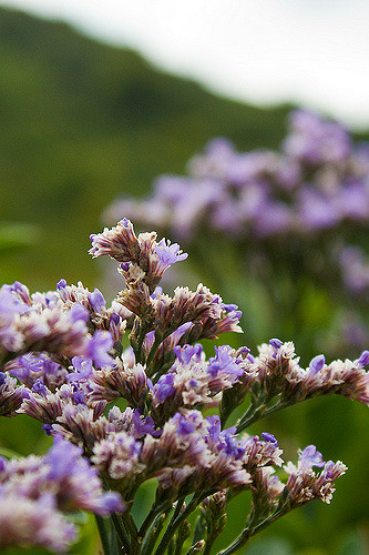 Immortelle bleue