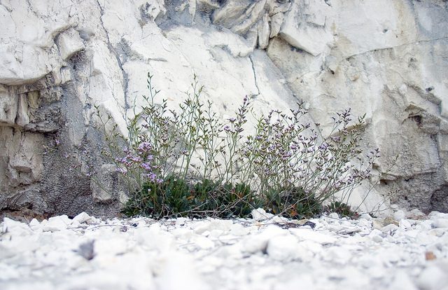 Immortelle bleue