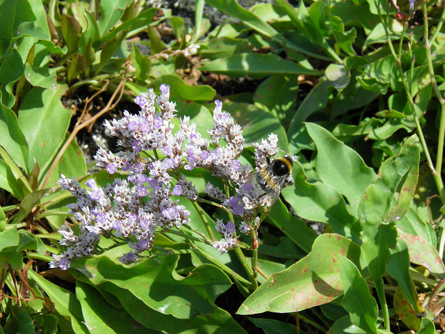 Immortelle bleue
