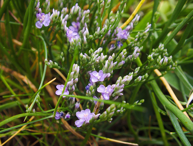 Immortelle bleue