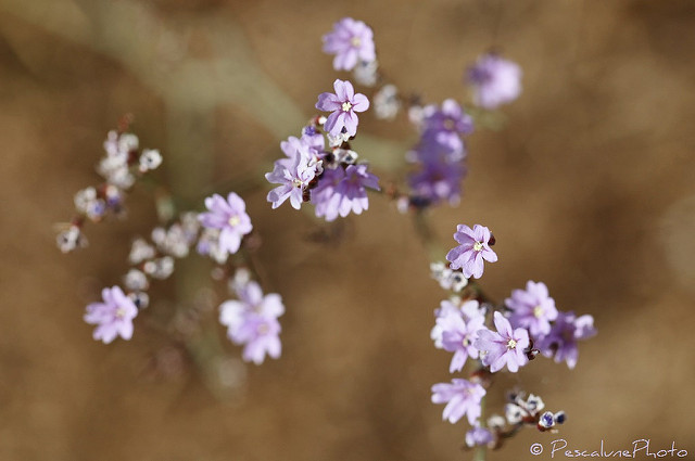 Immortelle bleue (Limonium vulgare)