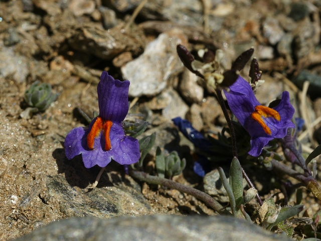 Linaire des alpes (Linaria alpina)