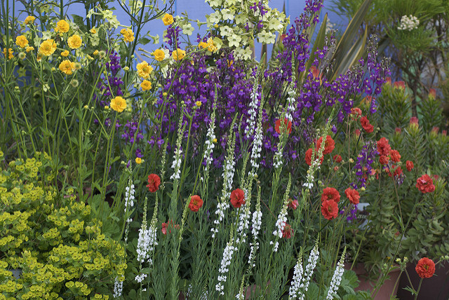 Linaire pourpre (Linaria purpurea)