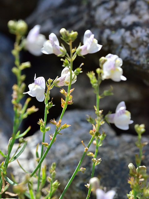 Linaire à fleurs striées (Linaria repens)