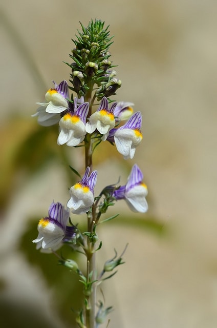Linaire à fleurs striées