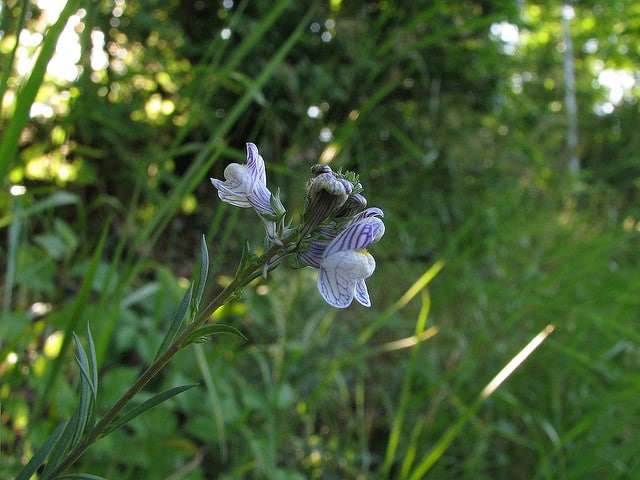 Linaire à fleurs striées