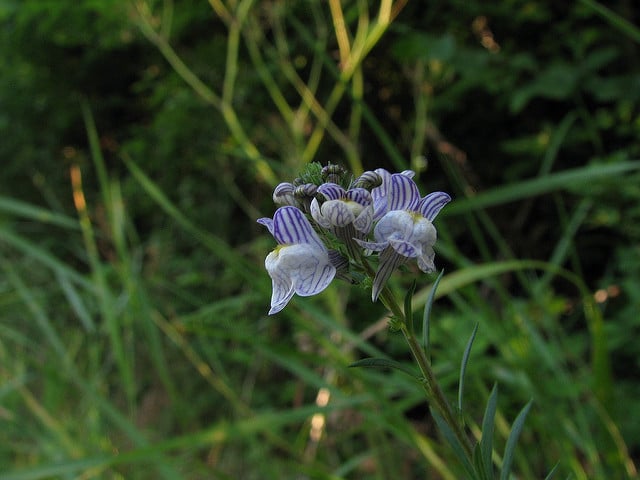 Linaire à fleurs striées