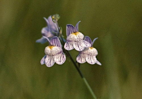 Linaire à fleurs striées