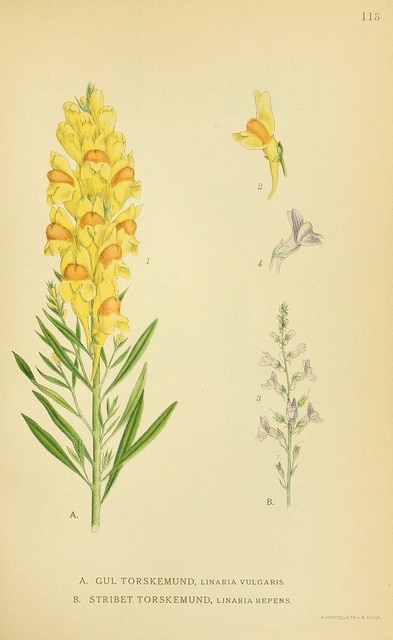 Linaire à fleurs striées