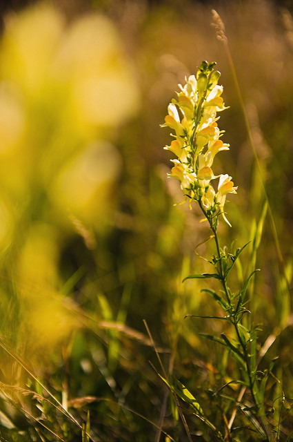 Linaire commune (Linaria vulgaris)