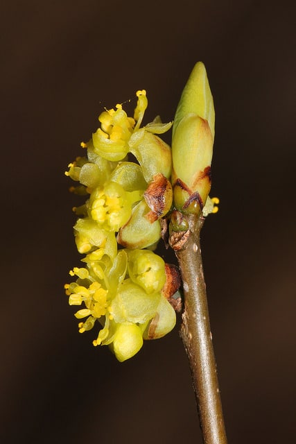 Lindera benzoin