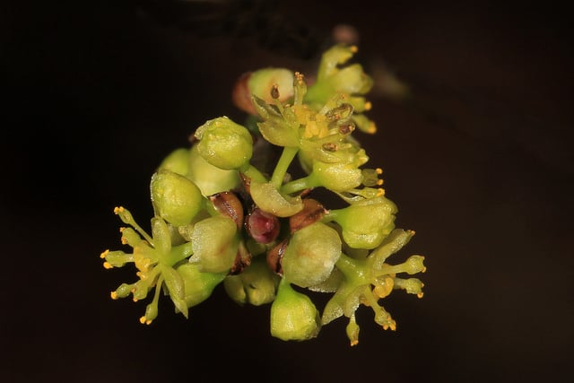 Lindera benzoin