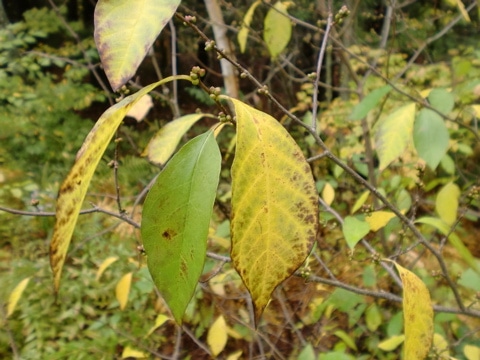 Lindera benzoin