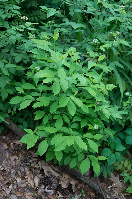 Lindera benzoin