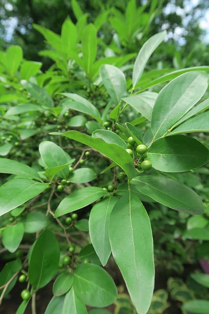 Lindera glauca
