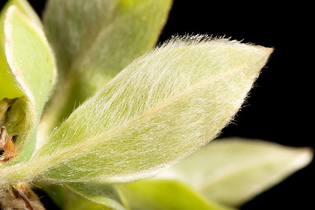 Lindera glauca