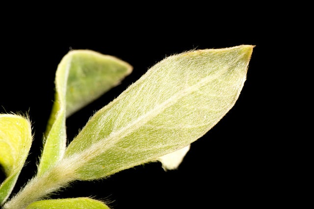 Lindera glauca