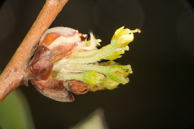 Lindera glauca