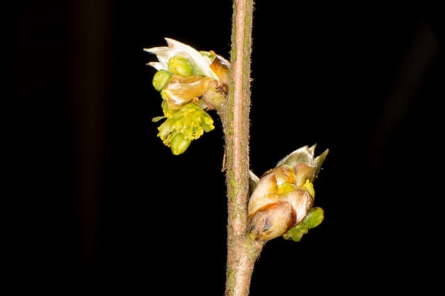 Lindera glauca