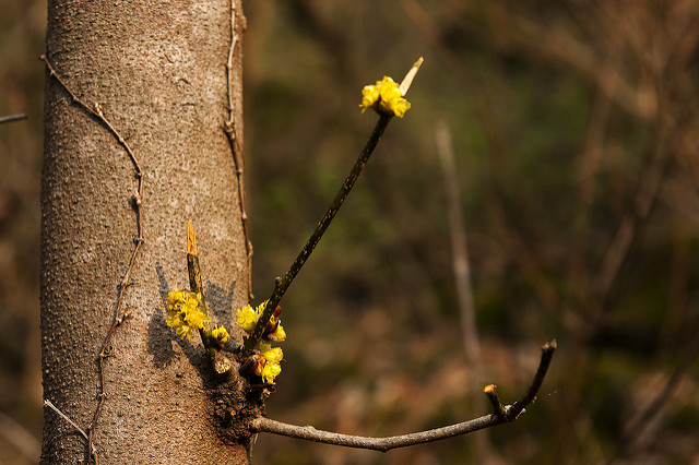 Lindera obtusiloba