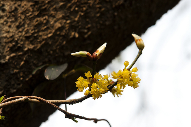 Lindera obtusiloba