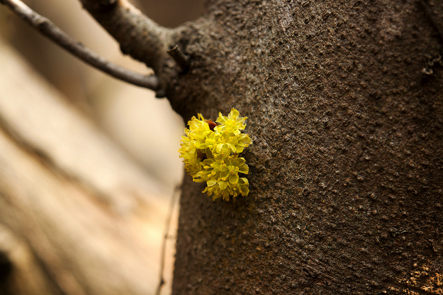 Lindera obtusiloba