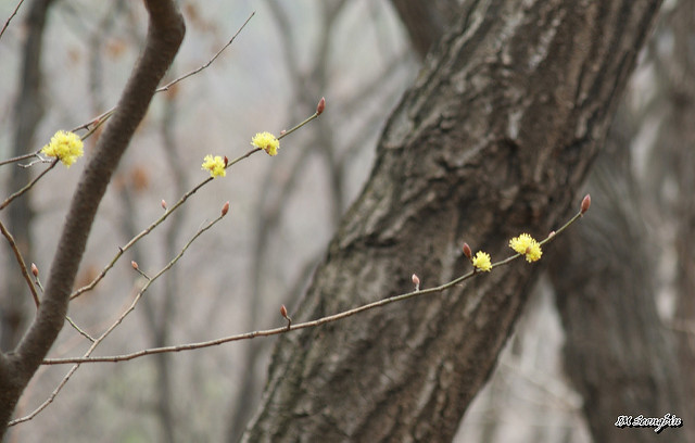 Lindera obtusiloba