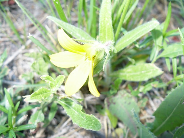 Lindheimera texana