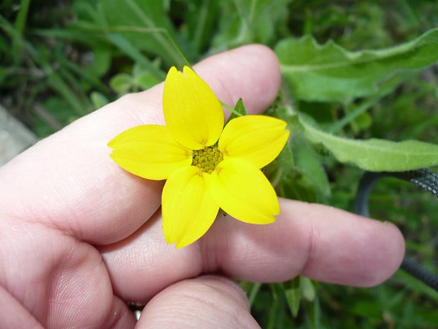 Lindheimera texana