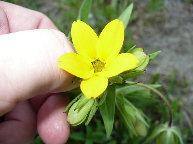 Lindheimera texana