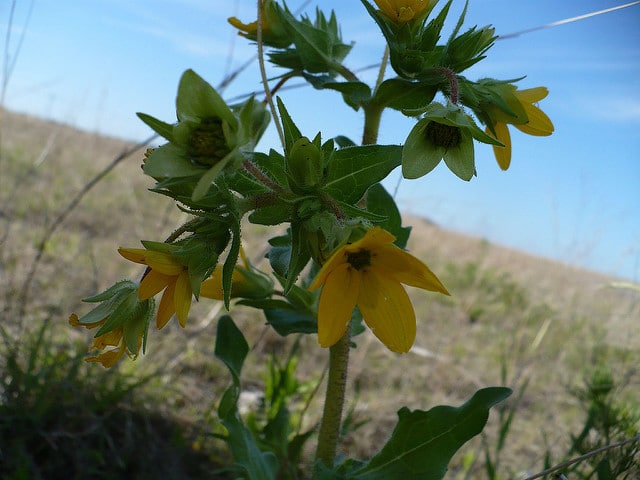 Lindheimera texana