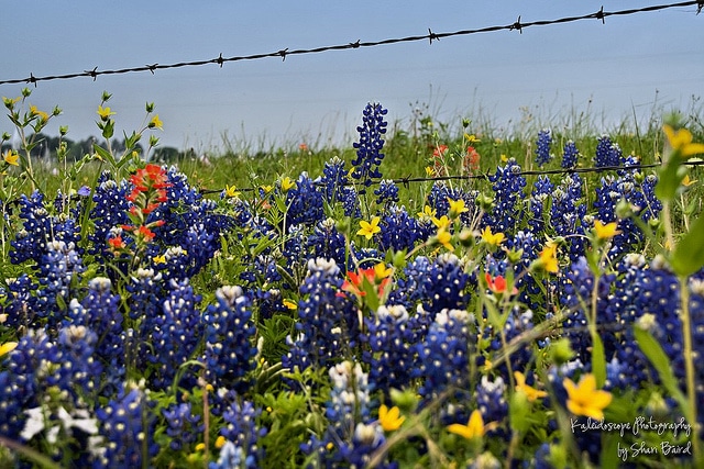 Lindheimera texana