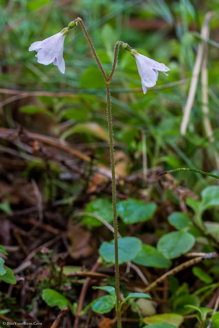 Linnée boréale