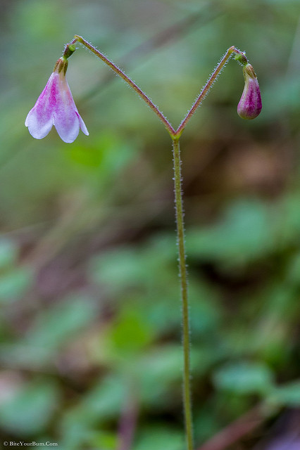 Linnée boréale