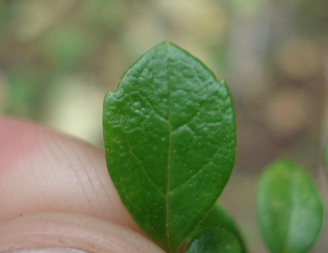 Linnée boréale (Linnaea borealis)
