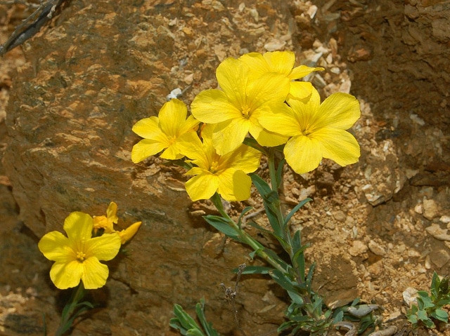 Lin campanulé (Linum campanulatum)