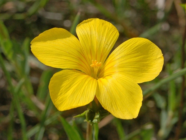 Lin campanulé