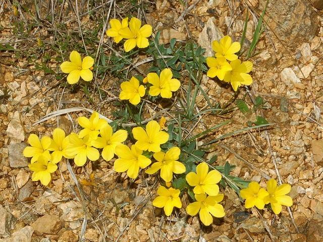 Lin campanulé